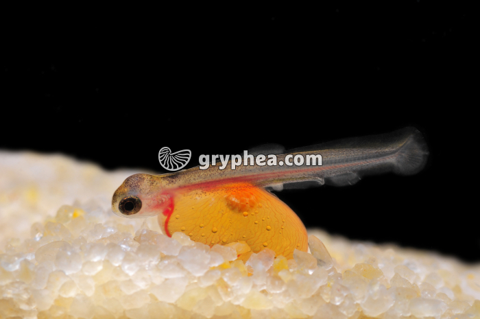 Truite - Jeune Alevin avec sa vésicule vitelline - gryphea.com